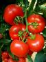 Lady Rosa F1, seminte de tomate - imagine 56455
